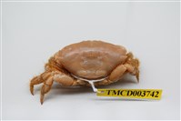 藏品(羅氏毛足蟹)的圖片